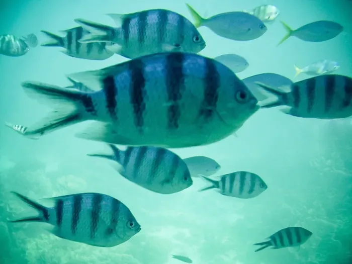 Framed Print : Tropical Fish Framed Print : Tropical Fish