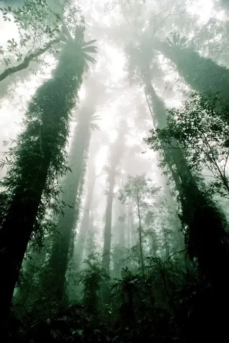 Framed Print : Tropical rain forest
