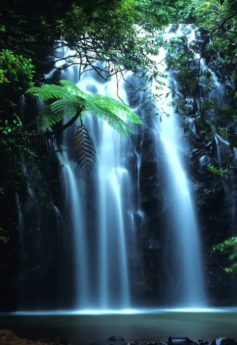 Framed Print : Tropical tree fern overhanging waterfall on Elinjaa Creek Framed Print : Tropical tree fern overhanging waterfall on Elinjaa Creek