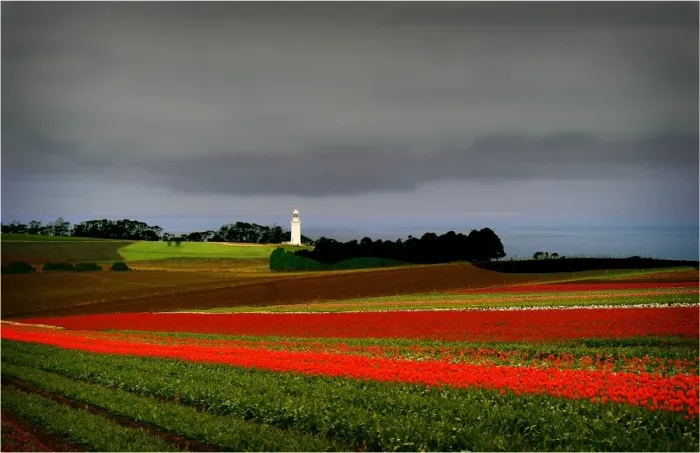 Framed Print : Tulips crowing on the coastline at Table cape, northern Tasmania, Australia Framed Print : Tulips crowing on the coastline at Table cape, northern Tasmania, Australia