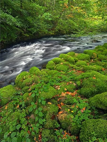 Tumbling stream, Lake District, England, United Kingdom
