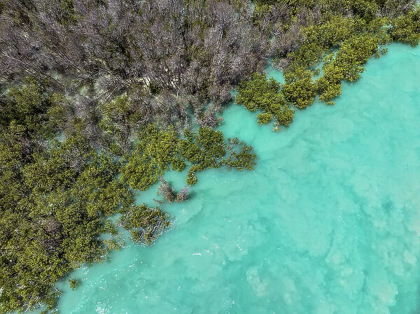 Turquoise waters at the edge of a forest photographed from an aerial perspective, Willie Creek, Western Australia, Australia