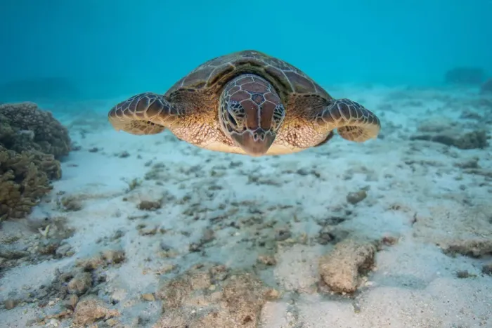 Framed Print : Turtle. Lights on Framed Print : Turtle. Lights on
