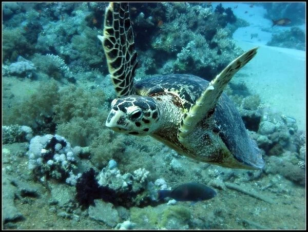 Turtle. Red sea turtle swimming in Shark Reef and Yolanda wreck, Ras Mohammed, Egypt