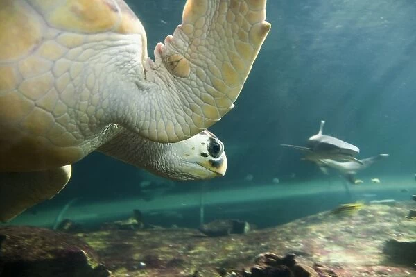 Turtle attacking shark