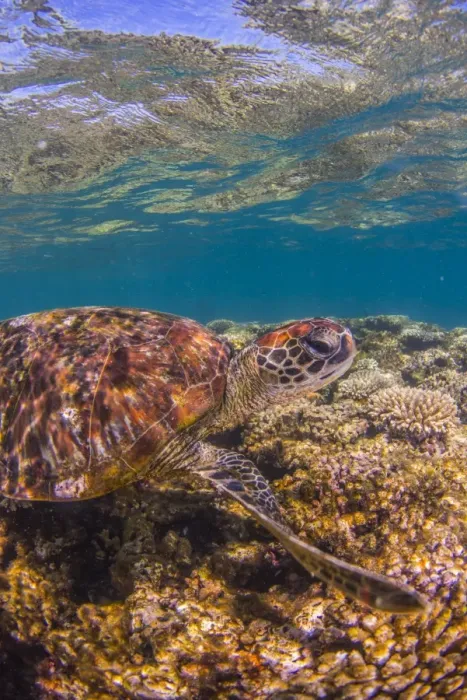 Framed Print : turtle close up on coral