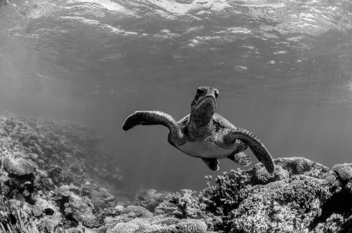 Framed Print : turtle grey scale Framed Print : turtle grey scale