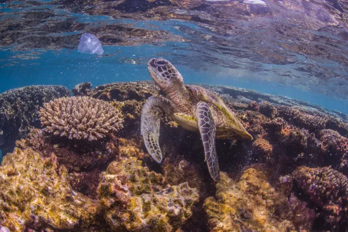 Framed Print : Turtle looking to eat jelly fish