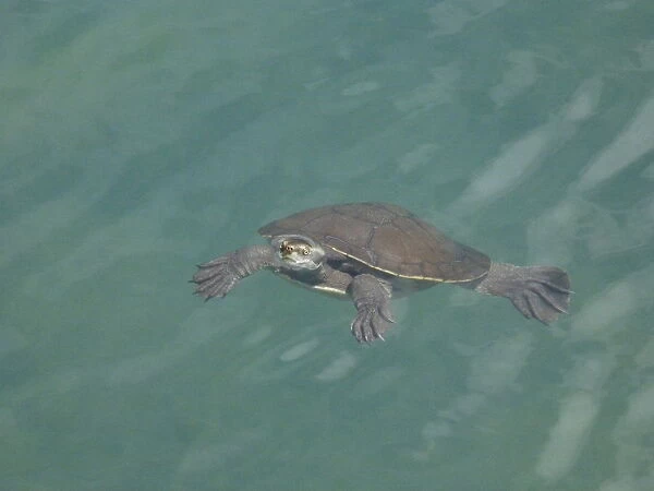 Turtle popping its head above water