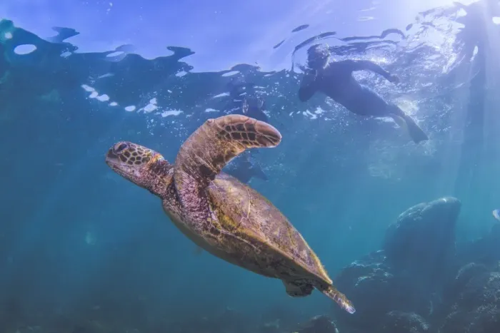 Framed Print : turtle and silhouette of snorkler