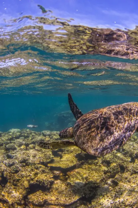 Framed Print : turtle swimming away
