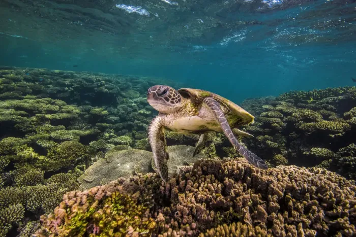 Framed Print : Turtle Time
