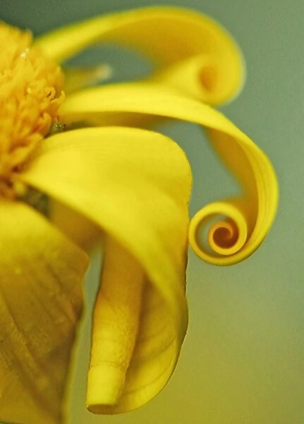 Twirls. Yellow daisy with golden twirls