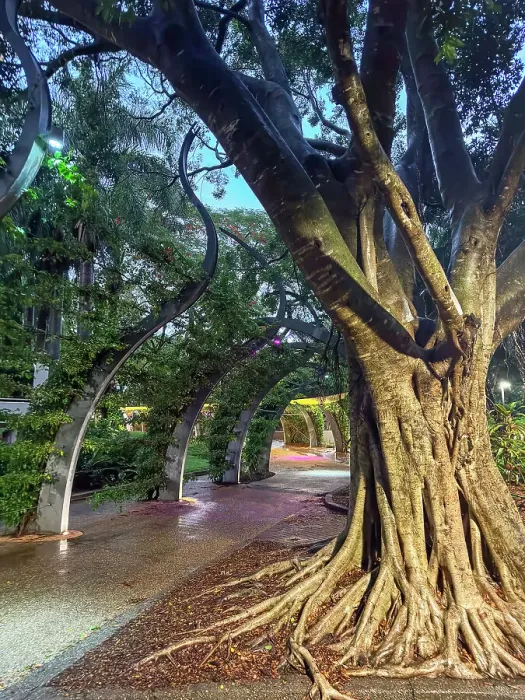 Framed Print : Twisting fig tree and South Bank Grand Arbour walkway