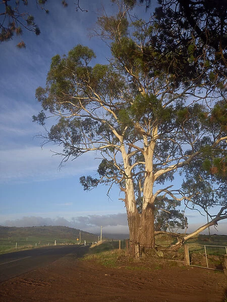 Typical Australian scenic view of Gum tree in the sunlight