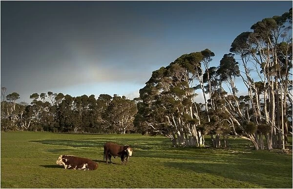 Typical lush and well watered farmland on King Island, Bass Strait, Tasmania, Australia