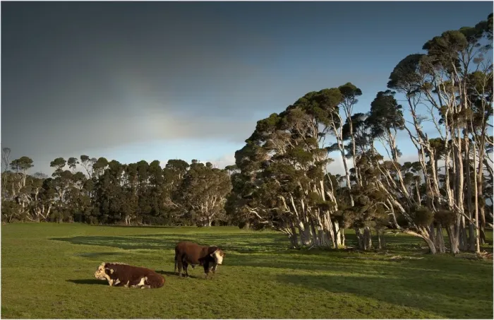 Framed Print : Typical lush and well watered farmland on King Island, Bass Strait, Tasmania, Australia