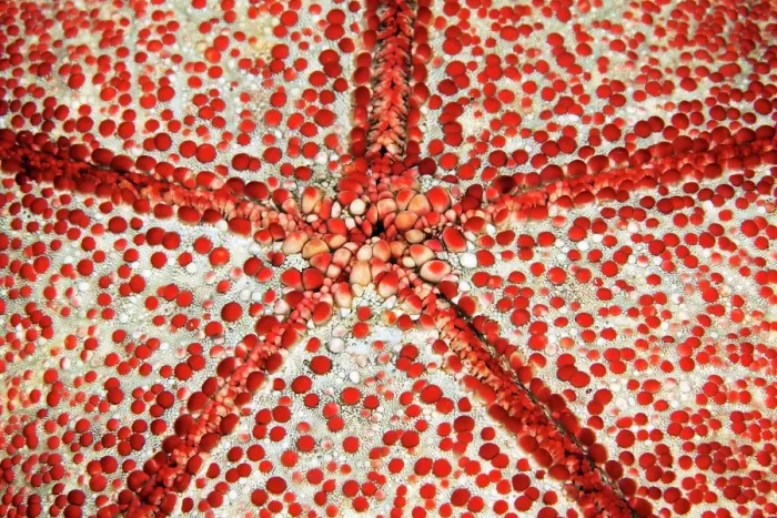 Framed Print : Underside with mouth of spiny cushion star (Culcita novaeguineae), Detail, Starfish, Pacific, Great Barrier Reef Framed Print : Underside with mouth of spiny cushion star (Culcita novaeguineae), Detail, Starfish, Pacific, Great Barrier Reef