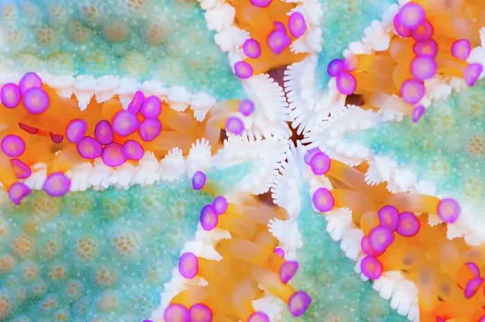 Framed Print : Underside of a Starfish Framed Print : Underside of a Starfish