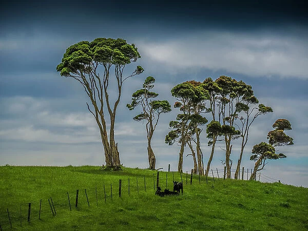 Unique Melaleuca trees and Rural viewpoint, King Island, Bass Strait, Tasmania, Australia