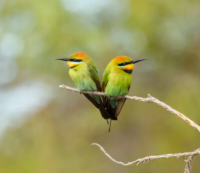 Framed Print : In unison. Rainbow Bee-eater male and female (Merops ornatus)