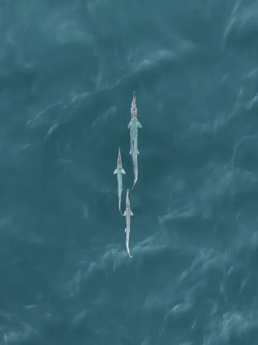 Framed Print : Three unknown fish in the Indian Ocean photographed from a drone point of view, The Kimberley, Western Australia, Australia