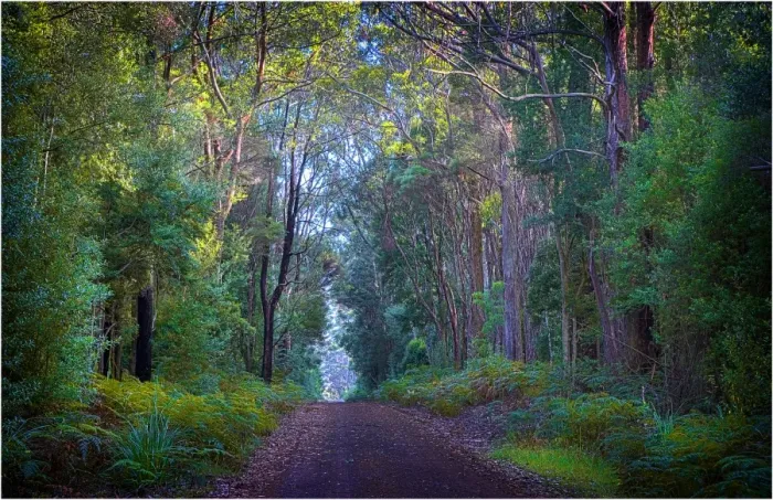 Framed Print : Unsealed Roadway in the Pegara state forest, King Island, Bass Strait, Tasmania