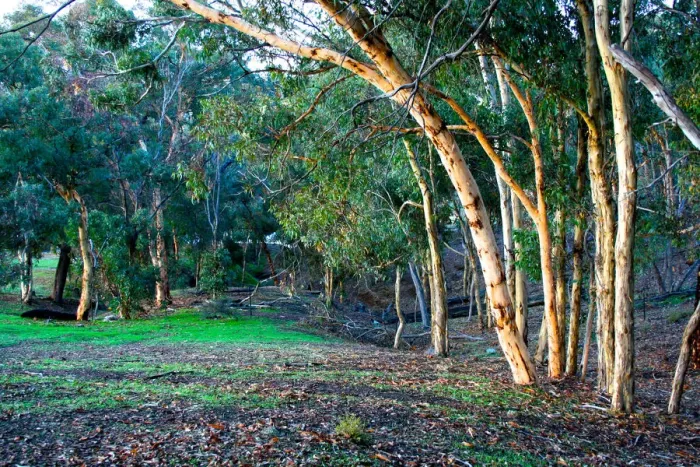Framed Print : A valley of trees set in the Perth hills Western Australia Framed Print : A valley of trees set in the Perth hills Western Australia