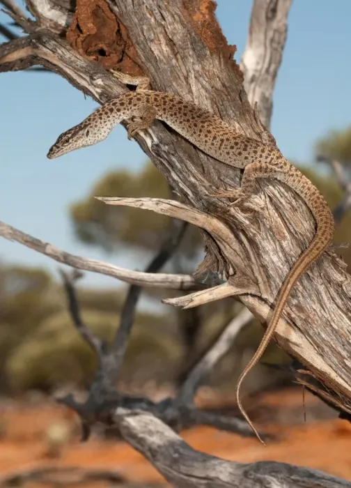 Framed Print : Varanus caudolineatus