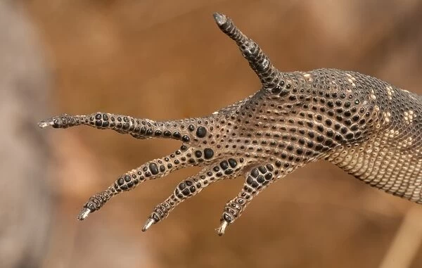 Varanus glebopalma foot detail