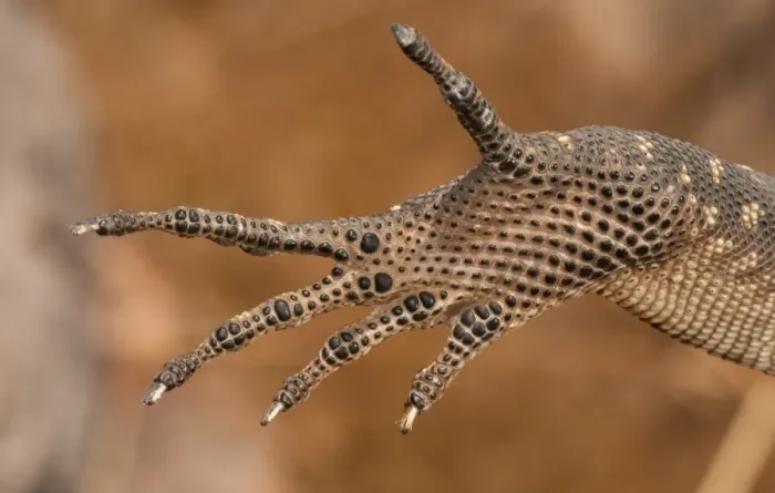 Framed Print : Varanus glebopalma foot detail Framed Print : Varanus glebopalma foot detail