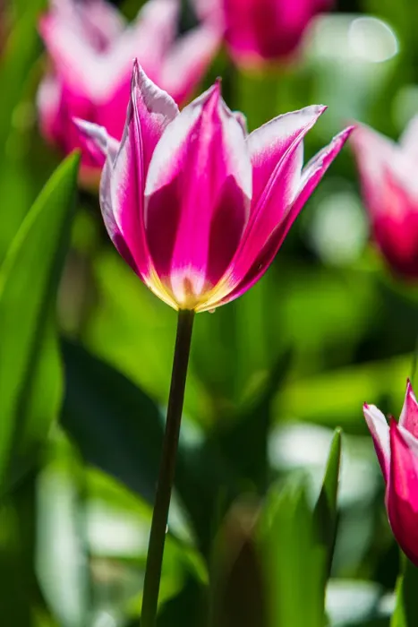 Framed Print : Variegated pink, white and yellow tulip - Araluen, Western Australia