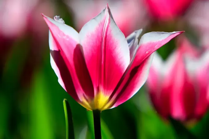 Framed Print : Variegated pink, white and yellow tulip - Araluen, Western Australia