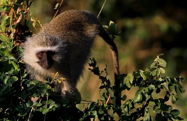 The Vervet Monkey, Kruger National Park, South Africa