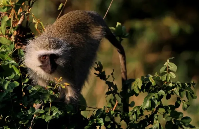Framed Print : The Vervet Monkey, Kruger National Park, South Africa
