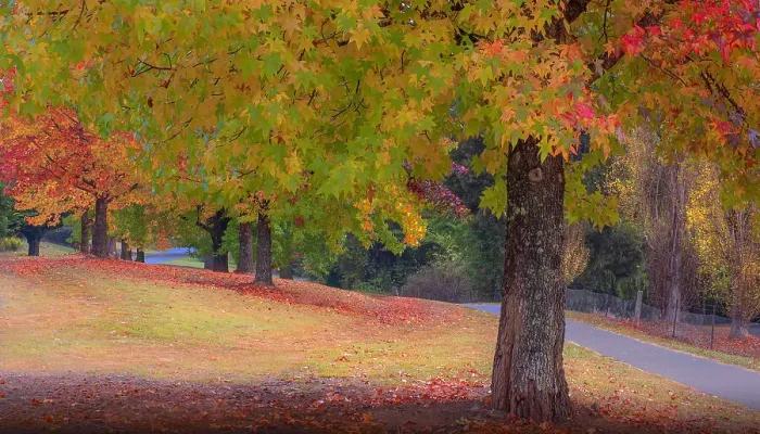 Framed Print : The vibrant autumn colours aound the town of Bright, Ovens Valley, Victoria, Australia