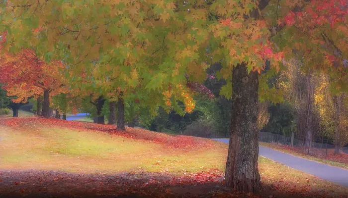 Framed Print : The vibrant autumn colours aound the town of Bright, Ovens Valley, Victoria, Australia