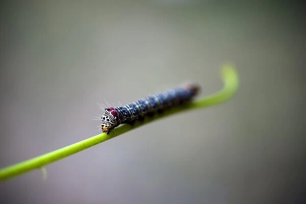 A vibrantly patterned caterpillar on a green stem, extreme close up