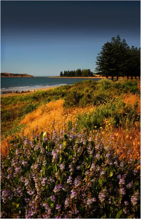 Framed Print : Victor Harbour beach, South Australia