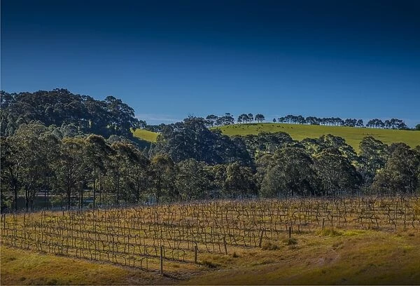 View of the countryside at the Tilba winery, southern coastline of New South Wales, Australia
