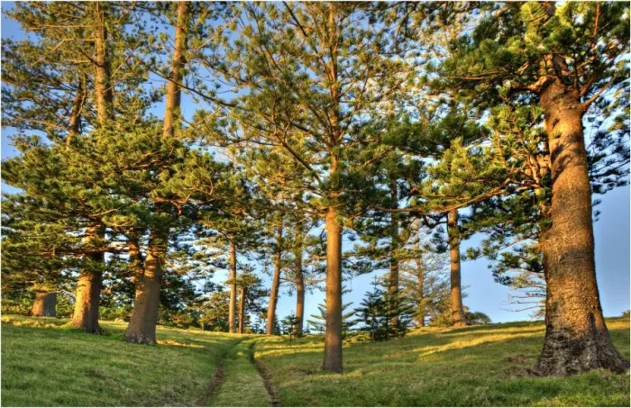 Framed Print : A view of the fine weather track that leads down to Point Ross and the Shearwater colony on Norfolk Islands coastline