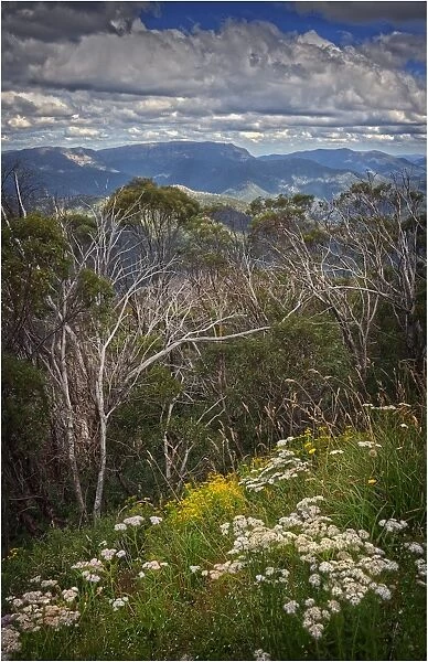 View at Mount Buller, Victoria, Australia