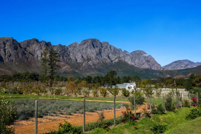 Framed Print : View of Mountains, Farm and Vineyard in Franschoek, Western Cape, South Africa Framed Print : View of Mountains, Farm and Vineyard in Franschoek, Western Cape, South Africa