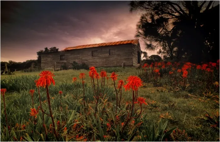 Framed Print : View of the old shearing shed in Wybalenna, Flinders Island, part of the Furneaux group, eastern Bass Strait, Tasmania Framed Print : View of the old shearing shed in Wybalenna, Flinders Island, part of the Furneaux group, eastern Bass Strait, Tasmania