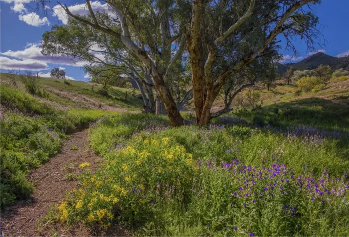 Framed Print : A view of the remote and rugged countryside near Blinman on the Parachilna Gorge road in the Spring. Southern Flinders Ranges, south Australia