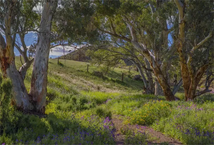 Framed Print : A view of the remote and rugged countryside near Blinman on the Parachilna Gorge road in the Spring. Southern Flinders Ranges, south Australia