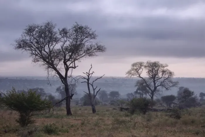 Framed Print : View of South African Trees and Scrubs in the Misty Foggy Morning at Kruger National Park, South Africa