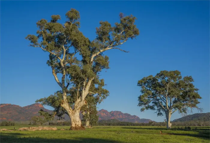 Framed Print : A view of the southern Flinders Ranges National Park near Wilpena, in South Australia Framed Print : A view of the southern Flinders Ranges National Park near Wilpena, in South Australia