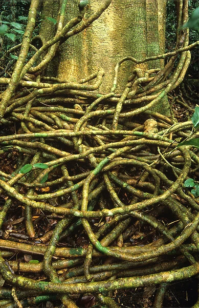 Vines at base of tropical rainforest tree, close-up