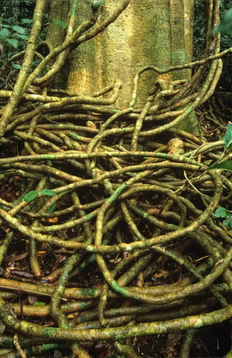 Framed Print : Vines at base of tropical rainforest tree, close-up Framed Print : Vines at base of tropical rainforest tree, close-up